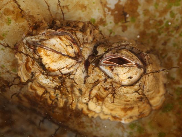 Semibalanus balanoides an Acorn Barnacle